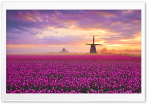 Spring, Tulips, Field, WindMills, Magenta 4K UHD Wallpaper for Widescreen and UltraWide Desktop, UltraHD TV, Smartphone, Tablet