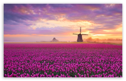 Spring, Tulips, Field, WindMills, Magenta UltraHD Wallpaper for UHD 16:9 ; HD 16:9 ; UltraWide 21:9 24:10 32:9 32:10 ; Widescreen 16:10 5:3 ; Fullscreen 4:3 5:4 3:2 ; Tablet 1:1 ; Mobile 9:16 9:19.5 9:20 10:16 2:3 3:5 ; Dual 16:10 5:3 16:9 4:3 5:4 3:2 ;