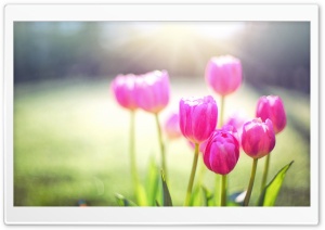 Spring Tulips, Sunshine Ultra HD Wallpaper for 4K UHD Widescreen desktop, tablet & smartphone