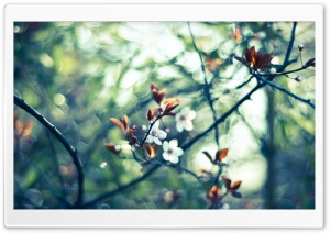 Spring White Flowers Ultra HD Wallpaper for 4K UHD Widescreen desktop, tablet & smartphone