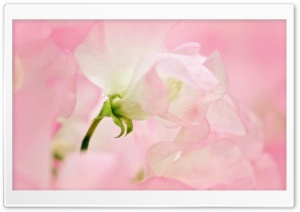 Spring will be here soon. pink Ultra HD Wallpaper for 4K UHD Widescreen desktop, tablet & smartphone