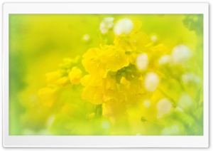 Spring will be here soon. yellow Ultra HD Wallpaper for 4K UHD Widescreen desktop, tablet & smartphone