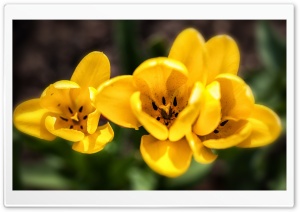 Spring Yellow Tulips Flowers Ultra HD Wallpaper for 4K UHD Widescreen desktop, tablet & smartphone