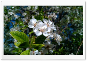 Spring's Flowers Ultra HD Wallpaper for 4K UHD Widescreen desktop, tablet & smartphone
