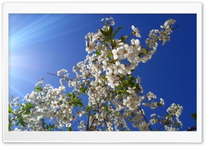 Springtime Ultra HD Wallpaper for 4K UHD Widescreen desktop, tablet & smartphone