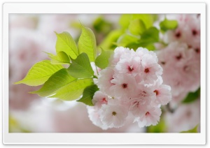 Springtime Ultra HD Wallpaper for 4K UHD Widescreen desktop, tablet & smartphone
