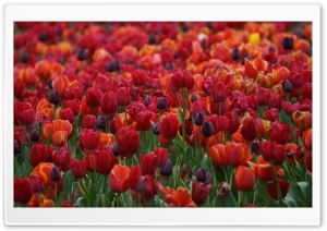 Springtime Colour Ultra HD Wallpaper for 4K UHD Widescreen desktop, tablet & smartphone