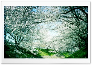 Springtime, Iga River Ultra HD Wallpaper for 4K UHD Widescreen desktop, tablet & smartphone