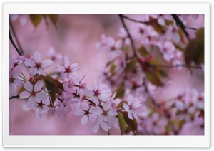Springtime Memories Ultra HD Wallpaper for 4K UHD Widescreen desktop, tablet & smartphone