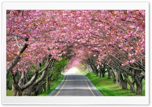 Springtime Travel Ultra HD Wallpaper for 4K UHD Widescreen desktop, tablet & smartphone