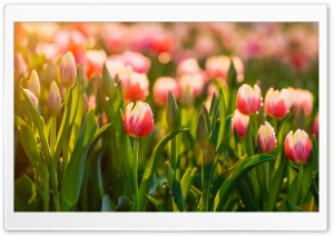 Springtime Tulips Flowers Ultra HD Wallpaper for 4K UHD Widescreen desktop, tablet & smartphone