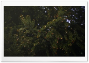 Spruce Ultra HD Wallpaper for 4K UHD Widescreen desktop, tablet & smartphone