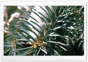 Spruce Needles Ultra HD Wallpaper for 4K UHD Widescreen desktop, tablet & smartphone