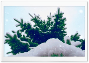 Spruce Tree Winter Ultra HD Wallpaper for 4K UHD Widescreen desktop, tablet & smartphone