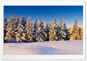Spruce Trees Covered In Snow Ultra HD Wallpaper for 4K UHD Widescreen desktop, tablet & smartphone