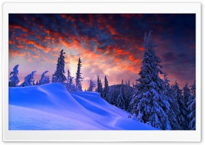 Spruces With Snow Sunset Ultra HD Wallpaper for 4K UHD Widescreen desktop, tablet & smartphone