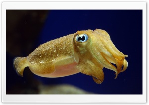 Squid Underwater Ultra HD Wallpaper for 4K UHD Widescreen desktop, tablet & smartphone
