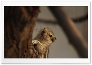 Squirrel. Ultra HD Wallpaper for 4K UHD Widescreen desktop, tablet & smartphone