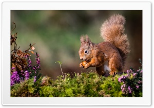 Squirrel 4K UHD Wallpaper for Widescreen and UltraWide Desktop, UltraHD TV, Smartphone, Tablet