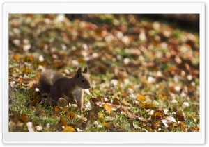 Squirrel, Autumn Ultra HD Wallpaper for 4K UHD Widescreen desktop, tablet & smartphone