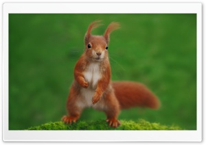Squirrel, Close-up, Cute, Funny, Outdoor, Energetic 4K UHD Wallpaper for Widescreen and UltraWide Desktop, UltraHD TV, Smartphone, Tablet