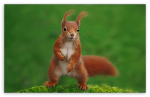 Squirrel, Close-up, Cute, Funny, Outdoor, Energetic UltraHD Wallpaper for UHD 16:9 ; HD 16:9 ; UltraWide 21:9 24:10 ; Widescreen 16:10 5:3 ; Fullscreen 4:3 5:4 3:2 ; Tablet 1:1 ; Mobile 9:16 9:19.5 9:20 9:21 9:22 10:16 2:3 3:5 3:4 ;