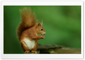 Squirrel, Cute, Eating, Nuts, Macro, Snack, Animal 4K UHD Wallpaper for Widescreen and UltraWide Desktop, UltraHD TV, Smartphone, Tablet