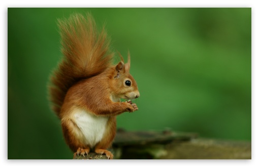 Squirrel, Cute, Eating, Nuts, Macro, Snack, Animal UltraHD Wallpaper for UHD 16:9 ; HD 16:9 ; UltraWide 21:9 24:10 32:9 32:10 ; Widescreen 16:10 5:3 ; Fullscreen 4:3 5:4 3:2 ; Tablet 1:1 ; Mobile 9:16 9:19.5 9:20 9:21 9:22 10:16 2:3 3:5 3:4 ; Dual 16:10 5:3 16:9 4:3 5:4 3:2 ;