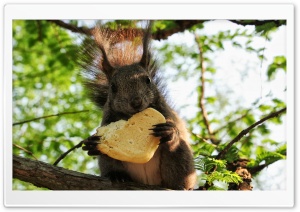 Squirrel Eating A Cookie Ultra HD Wallpaper for 4K UHD Widescreen desktop, tablet & smartphone