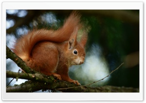 Squirrel, Fluffy Tail, Nimble, Tree Dweller, Macro, Wildlife, Climbing 4K UHD Wallpaper for Widescreen and UltraWide Desktop, UltraHD TV, Smartphone, Tablet