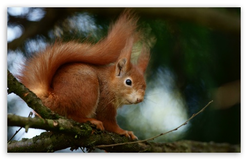 Squirrel, Fluffy Tail, Nimble, Tree Dweller, Macro, Wildlife, Climbing UltraHD Wallpaper for UHD 16:9 ; HD 16:9 ; UltraWide 21:9 24:10 ; Widescreen 16:10 5:3 ; Fullscreen 4:3 5:4 3:2 ; Tablet 1:1 ;