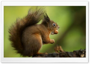 Squirrel, Funny, Eating, Hazelnut, Greedy, Nuts, Macro, Animal 4K UHD Wallpaper for Widescreen and UltraWide Desktop, UltraHD TV, Smartphone, Tablet