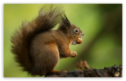 Squirrel, Funny, Eating, Hazelnut, Greedy, Nuts, Macro, Animal UltraHD Wallpaper for UHD 16:9 ; HD 16:9 ; UltraWide 21:9 24:10 ; Widescreen 16:10 5:3 ; Fullscreen 4:3 5:4 3:2 ; Tablet 1:1 ; Dual 4:3 5:4 3:2 ;
