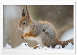 Squirrel In A Snowfall Ultra HD Wallpaper for 4K UHD Widescreen desktop, tablet & smartphone