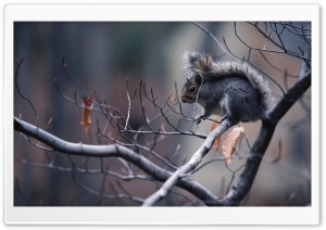 Squirrel In Tree Ultra HD Wallpaper for 4K UHD Widescreen desktop, tablet & smartphone