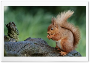 Squirrel, Nature, Cute, Nuts,  Macro, Eating 4K UHD Wallpaper for Widescreen and UltraWide Desktop, UltraHD TV, Smartphone, Tablet