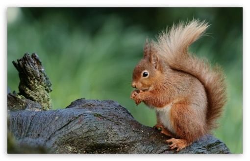 Squirrel, Nature, Cute, Nuts,  Macro, Eating UltraHD Wallpaper for UHD 16:9 ; HD 16:9 ; UltraWide 21:9 24:10 ; Widescreen 16:10 5:3 ; Fullscreen 4:3 5:4 3:2 ; Tablet 1:1 ; Mobile 9:16 9:19.5 9:20 9:21 9:22 10:16 2:3 3:5 3:4 ;