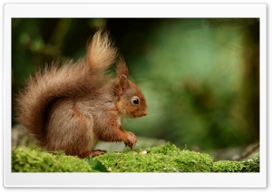 Squirrel, Nuts, Foraging, Wildlife, Rodent, Tree Dweller, Nibbling 4K UHD Wallpaper for Widescreen and UltraWide Desktop, UltraHD TV, Smartphone, Tablet