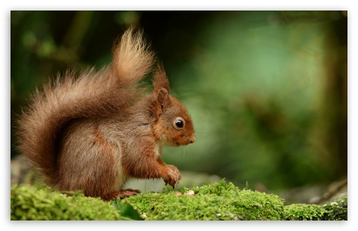 Squirrel, Nuts, Foraging, Wildlife, Rodent, Tree Dweller, Nibbling UltraHD Wallpaper for UHD 16:9 ; HD 16:9 ; UltraWide 21:9 24:10 ; Widescreen 16:10 5:3 ; Fullscreen 4:3 5:4 3:2 ; Tablet 1:1 ;