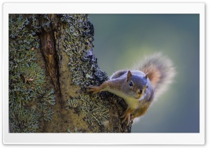 Squirrel On The Tree Ultra HD Wallpaper for 4K UHD Widescreen desktop, tablet & smartphone
