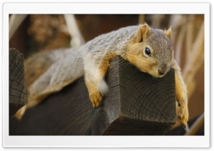 Squirrel On Wood Ultra HD Wallpaper for 4K UHD Widescreen Desktop, Lockscreen, Screensaver, TV, Tablet, Smartphone