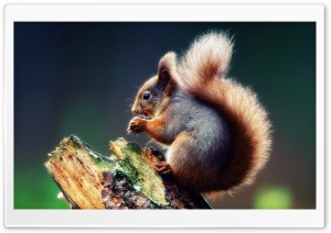 Squirrel Praying Ultra HD Wallpaper for 4K UHD Widescreen desktop, tablet & smartphone
