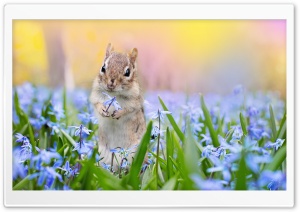 Squirrel, Scilla Flowers, Springtime Ultra HD Wallpaper for 4K UHD Widescreen desktop, tablet & smartphone