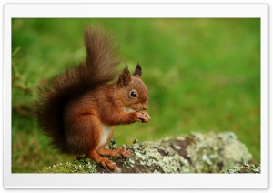 Squirrel, Snack, Nuts, Munching, Foraging, Wildlife, Rodent, Nibbling 4K UHD Wallpaper for Widescreen and UltraWide Desktop, UltraHD TV, Smartphone, Tablet