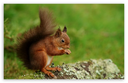 Squirrel, Snack, Nuts, Munching, Foraging, Wildlife, Rodent, Nibbling UltraHD Wallpaper for UHD 16:9 ; HD 16:9 ; UltraWide 21:9 24:10 ; Widescreen 16:10 5:3 ; Fullscreen 4:3 5:4 3:2 ; Tablet 1:1 ; Mobile 9:16 10:16 2:3 3:5 3:4 ;