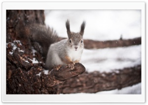 Squirrel Winter Ultra HD Wallpaper for 4K UHD Widescreen desktop, tablet & smartphone