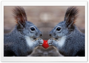 Squirrels Love Ultra HD Wallpaper for 4K UHD Widescreen desktop, tablet & smartphone