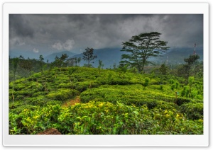 Sri Lanka Island Ultra HD Wallpaper for 4K UHD Widescreen Desktop, Lockscreen, Screensaver, TV, Tablet, Smartphone