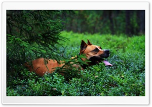 Staffordshire Terrier Ultra HD Wallpaper for 4K UHD Widescreen desktop, tablet & smartphone