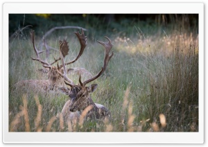 Stag, Animals, Wildlife Ultra HD Wallpaper for 4K UHD Widescreen desktop, tablet & smartphone
